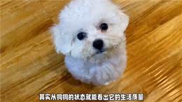 比熊狗狗养得好不好，看这几点就知道