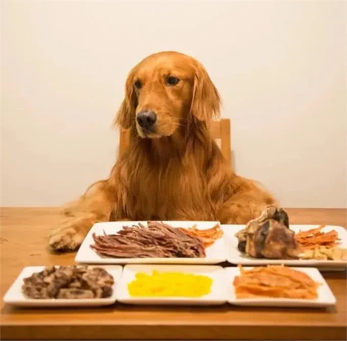 成年犬一天三顿饭，寿命减一半，一定不是危言耸听
