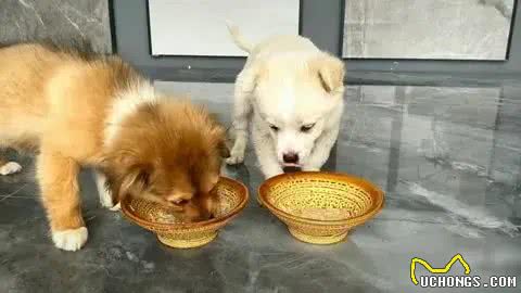 成年犬一天三顿饭，寿命减一半，一定不是危言耸听
