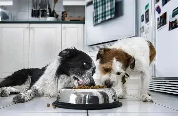 成年犬一天三顿饭，寿命减一半，一定不是危言耸听