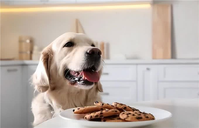 成年犬一天三顿饭，寿命减一半，一定不是危言耸听