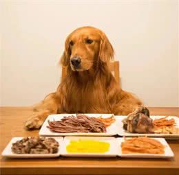 成年犬一天三顿饭，寿命减一半，一定不是危言耸听