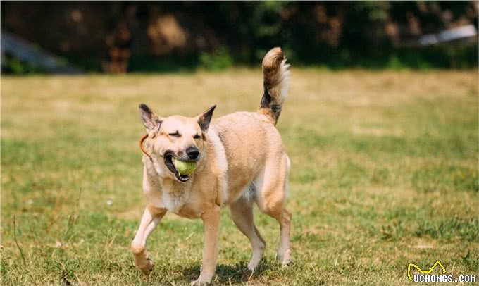 为什么犬科干不过猫科，从体型、体能及身体结构上看，会一目了然