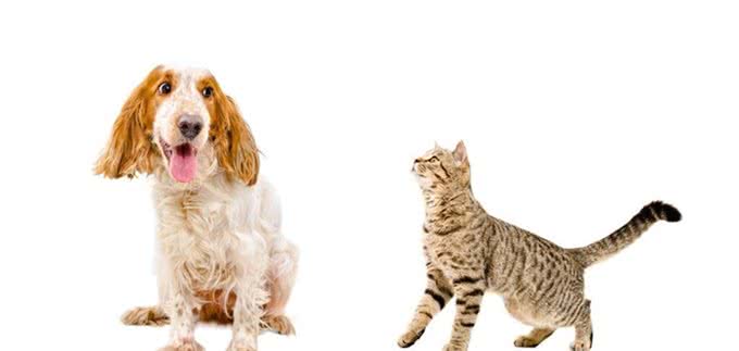为什么犬科干不过猫科，从体型、体能及身体结构上看，会一目了然