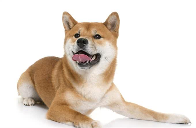 为什么犬科干不过猫科，从体型、体能及身体结构上看，会一目了然