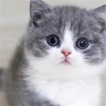 原文:大多数英国短毛猫过了13岁就无法生存，原因如下