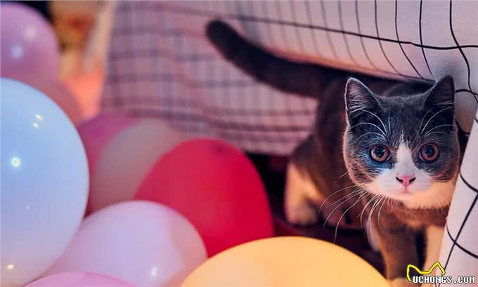 原文:大多数英国短毛猫过了13岁就无法生存，原因如下