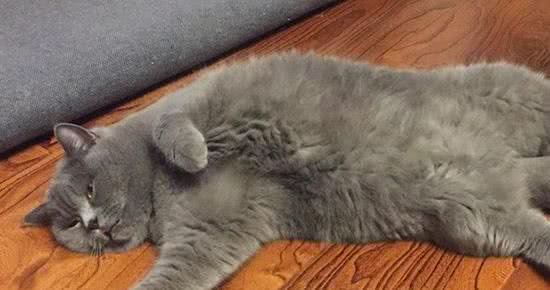 原文:大多数英国短毛猫过了13岁就无法生存，原因如下