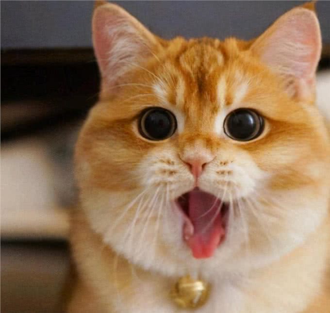 原文:大多数英国短毛猫过了13岁就无法生存，原因如下