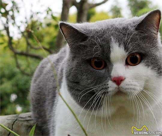 原文:大多数英国短毛猫过了13岁就无法生存，原因如下