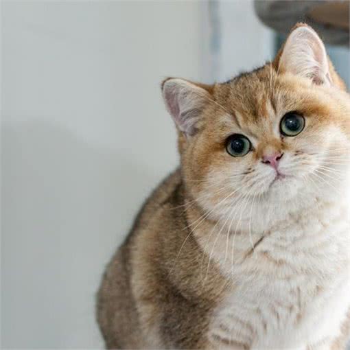 原文:大多数英国短毛猫过了13岁就无法生存，原因如下