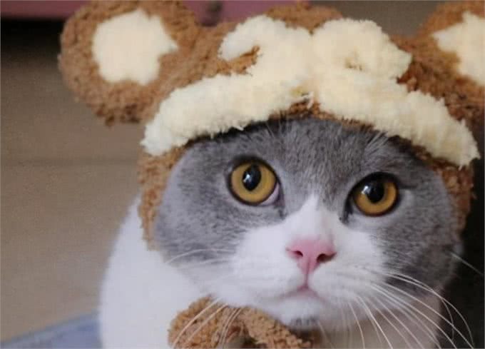 原文:大多数英国短毛猫过了13岁就无法生存，原因如下