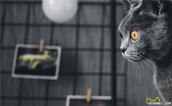 原文:大多数英国短毛猫过了13岁就无法生存，原因如下