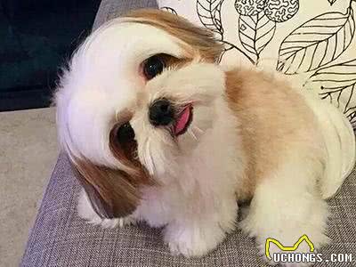 犬类大全第三弹