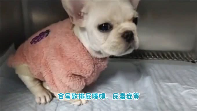 狗狗得了膀胱结石，怎么办?