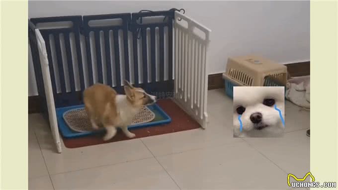 狗狗得了膀胱结石，怎么办?