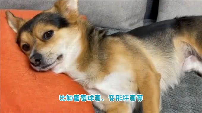 狗狗得了膀胱结石，怎么办?