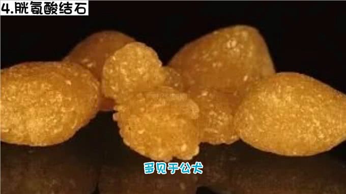 狗狗得了膀胱结石，怎么办?