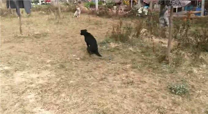 两只腿的大黑狗、匍匐着在山野荒地里生存、最怕看到人的影子