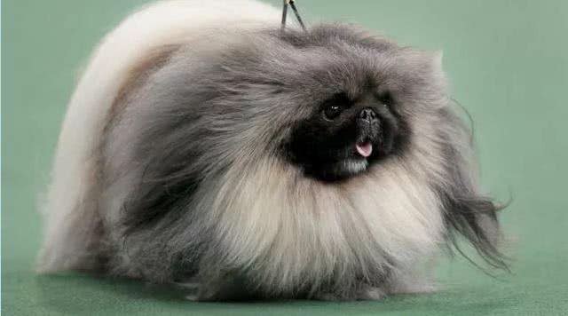 繁衍4000多年，独享皇室宠爱的北京犬，为何现如今没人愿意养?