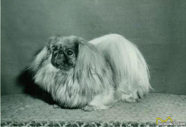 繁衍4000多年，独享皇室宠爱的北京犬，为何现如今没人愿意养?