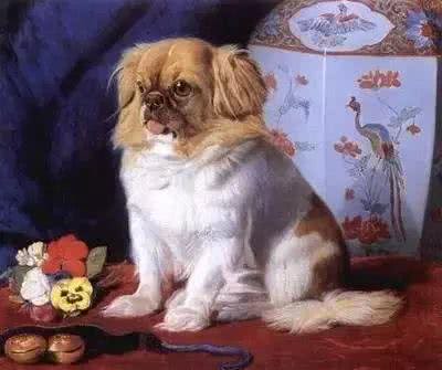 繁衍4000多年，独享皇室宠爱的北京犬，为何现如今没人愿意养?