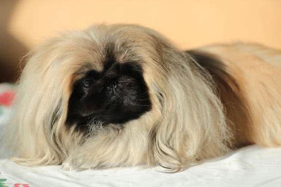 繁衍4000多年，独享皇室宠爱的北京犬，为何现如今没人愿意养?
