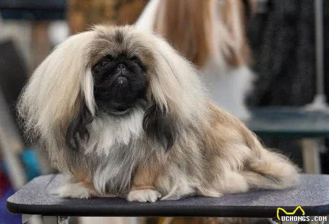 繁衍4000多年，独享皇室宠爱的北京犬，为何现如今没人愿意养?