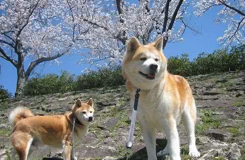秋田犬怎么养?性格怎么样?