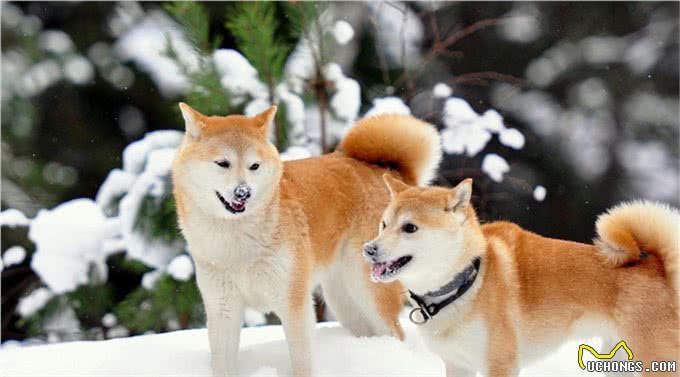 秋田犬怎么养?性格怎么样?