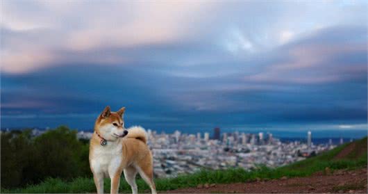 秋田犬怎么养?性格怎么样?