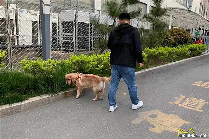 遛狗不牵绳，你家狗是舒适了，可想过路人的感受吗?
