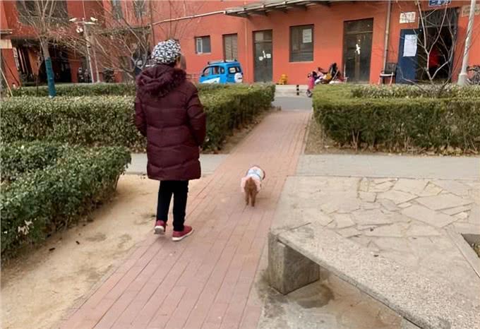 遛狗不牵绳，你家狗是舒适了，可想过路人的感受吗?