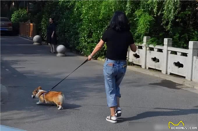 遛狗不牵绳，你家狗是舒适了，可想过路人的感受吗?