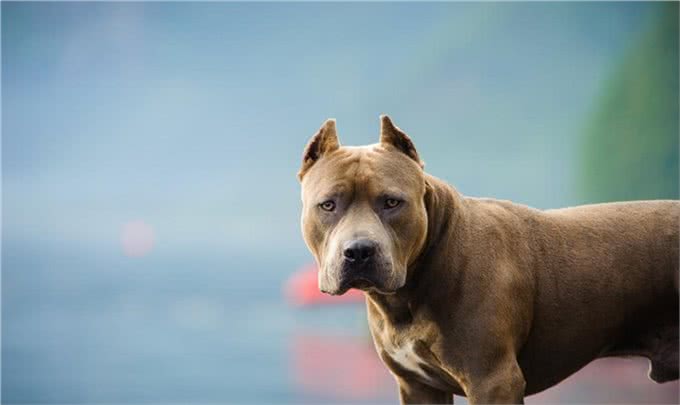 比特犬的四种力量训练方法