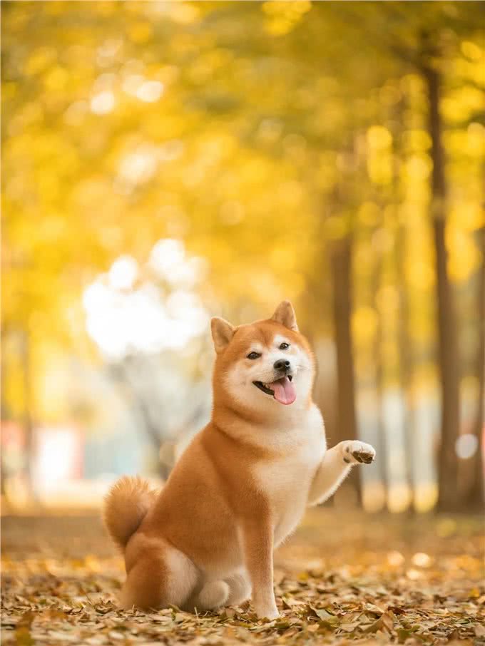 世界上最萌的10种狗狗，你知道的有几种呢?