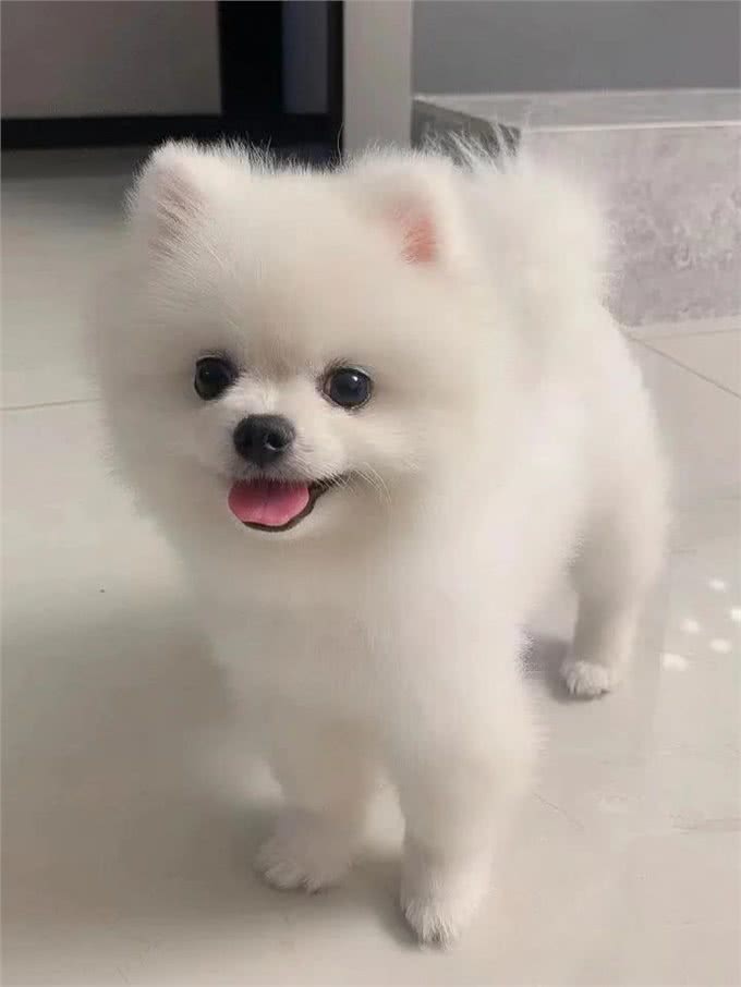 世界上最萌的10种狗狗，你知道的有几种呢?