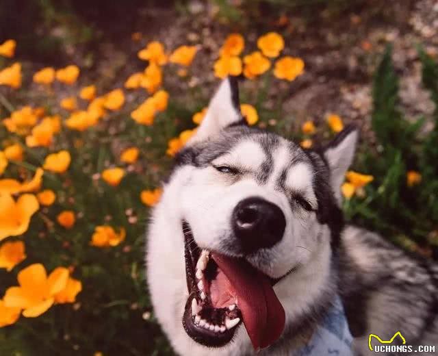 哈士奇、萨摩耶、阿拉斯加犬哪种狗狗容易养?一文帮你解答