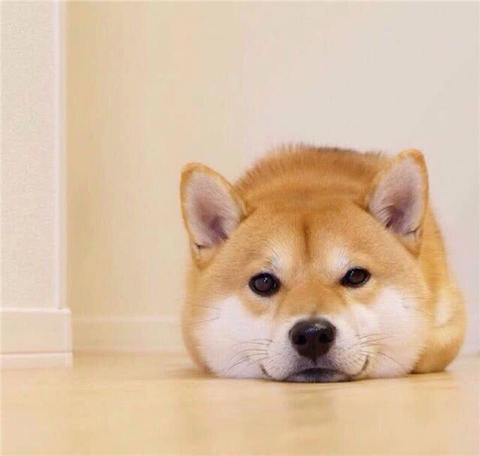 超级蠢萌的柴犬君，看完根本把持不住，给我来一打!