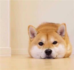 超级蠢萌的柴犬君，看完根本把持不住，给我来一打!