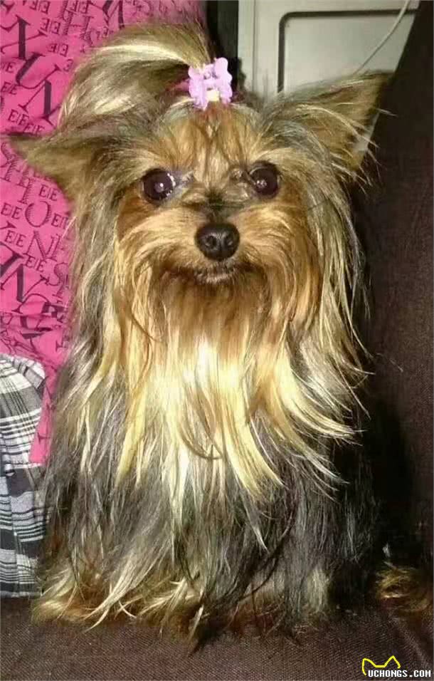 如果在意饲养成本，你会选择什么狗狗?小型犬约克夏篇