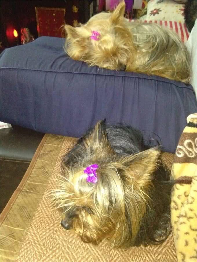 如果在意饲养成本，你会选择什么狗狗?小型犬约克夏篇