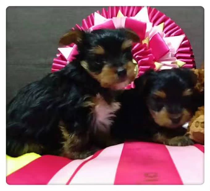 如果在意饲养成本，你会选择什么狗狗?小型犬约克夏篇