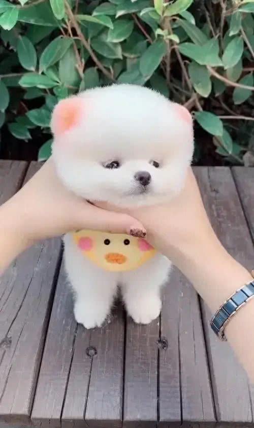 如何让狗狗变得又乖又听话?