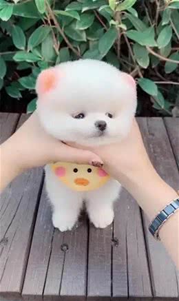 如何让狗狗变得又乖又听话?