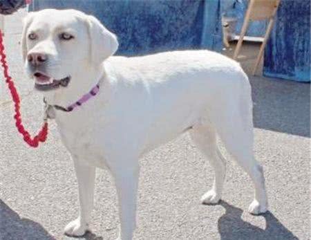 拉布拉多寻回犬训练难度间接惩罚调教法来训练