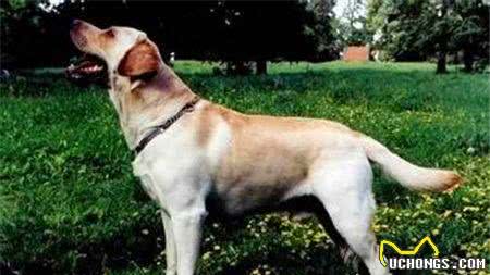 拉布拉多寻回犬训练难度间接惩罚调教法来训练
