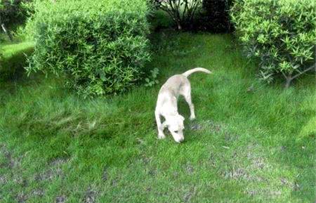 拉布拉多寻回犬训练难度间接惩罚调教法来训练
