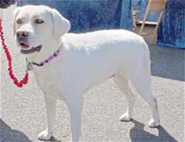 拉布拉多寻回犬训练难度间接惩罚调教法来训练