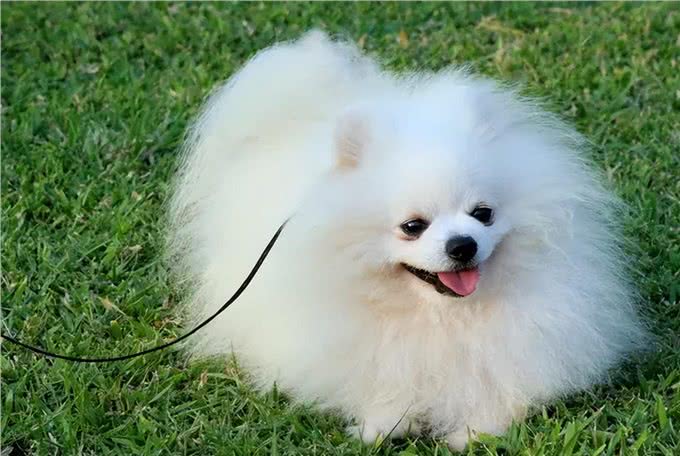 为何博美犬越来越受欢迎?网友：养了才知道真香